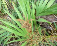 serenoa repens bloom.jpg